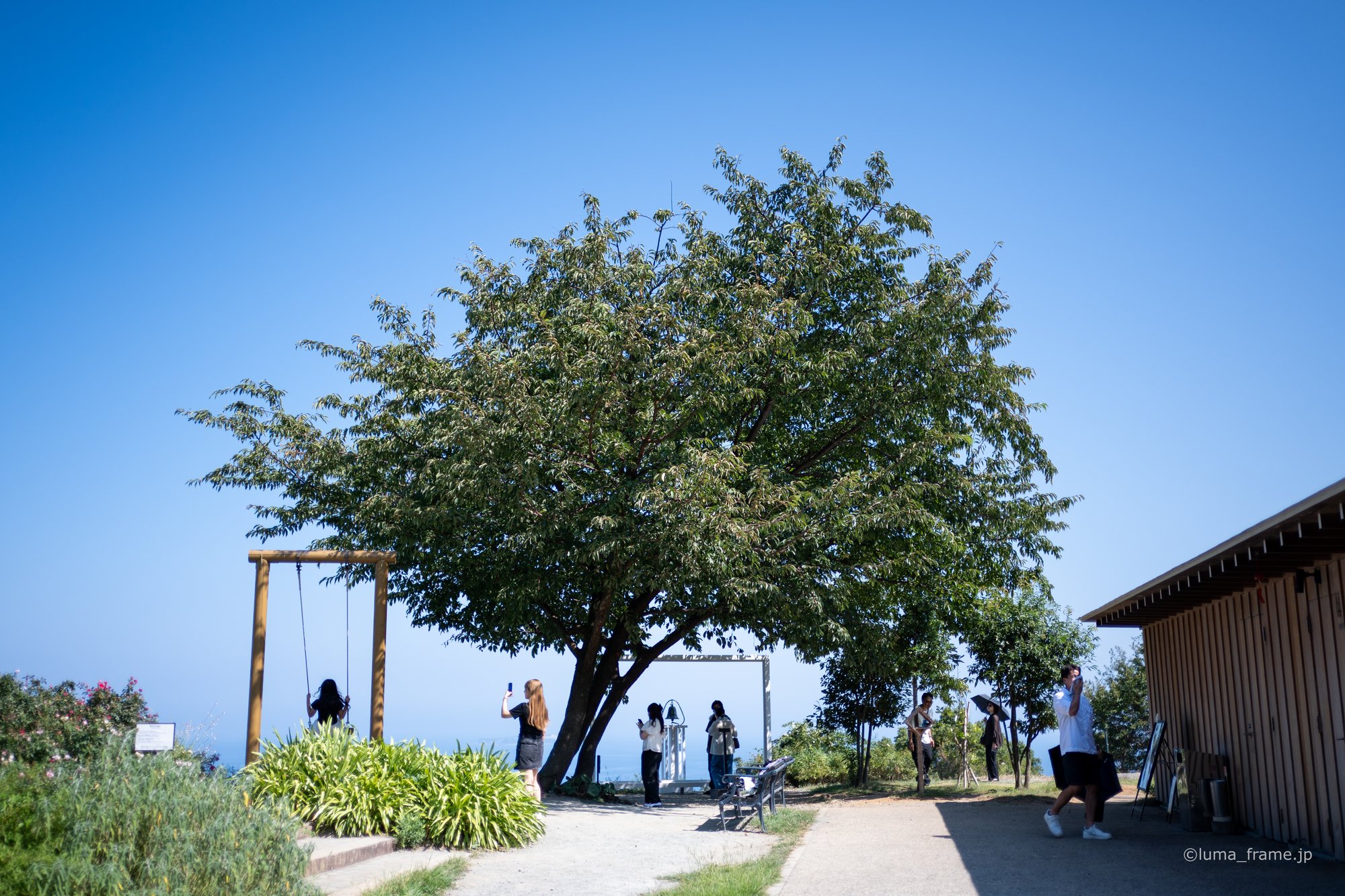 広場の大木 / 熱海で撮影した風景写真。The Tree on the Lawn (Nikon Z6III / LUMA Frame)