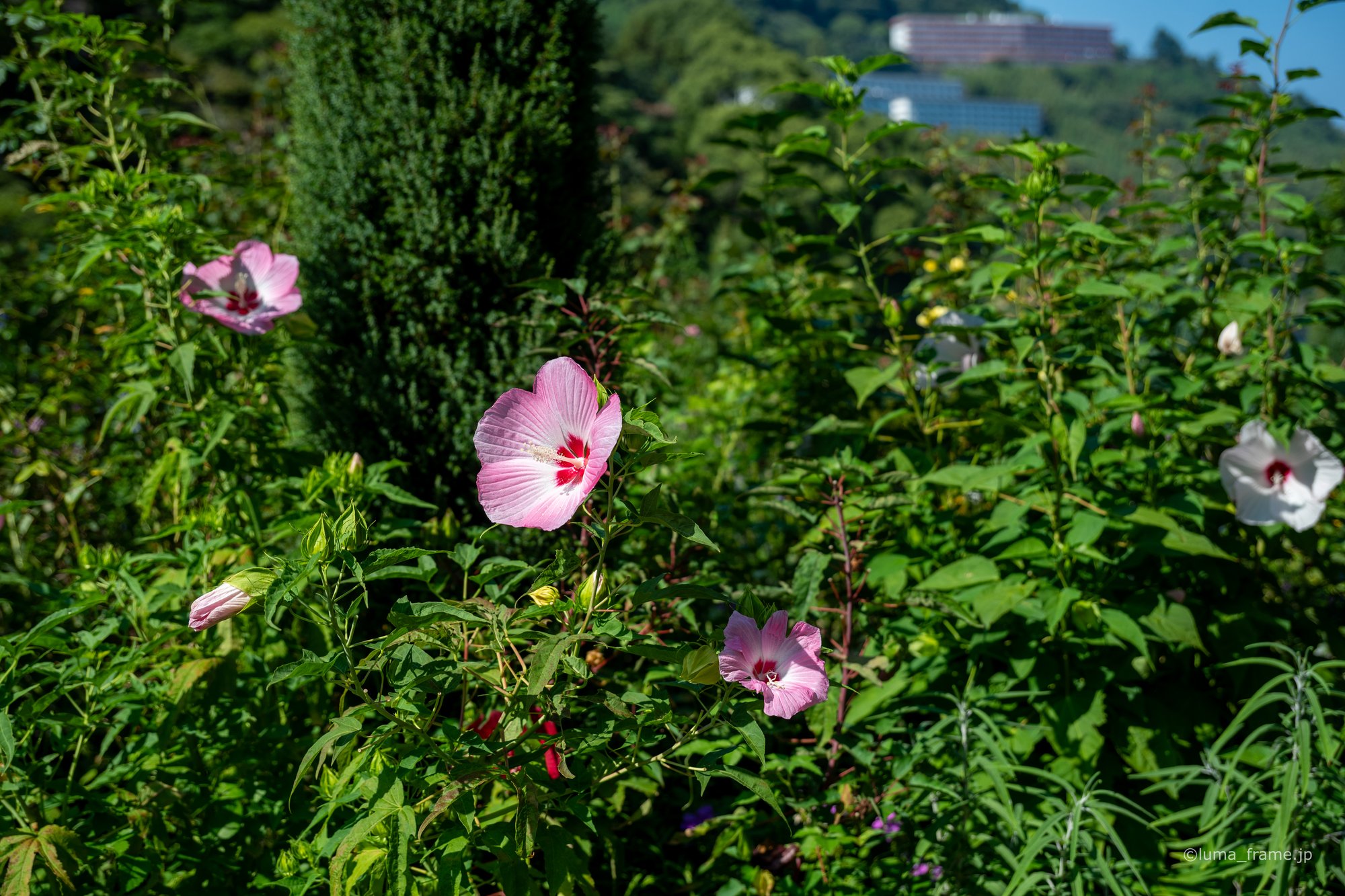 夏の花 / 熱海で撮影した風景写真。Summer Blooms (Nikon Z6III / LUMA Frame)