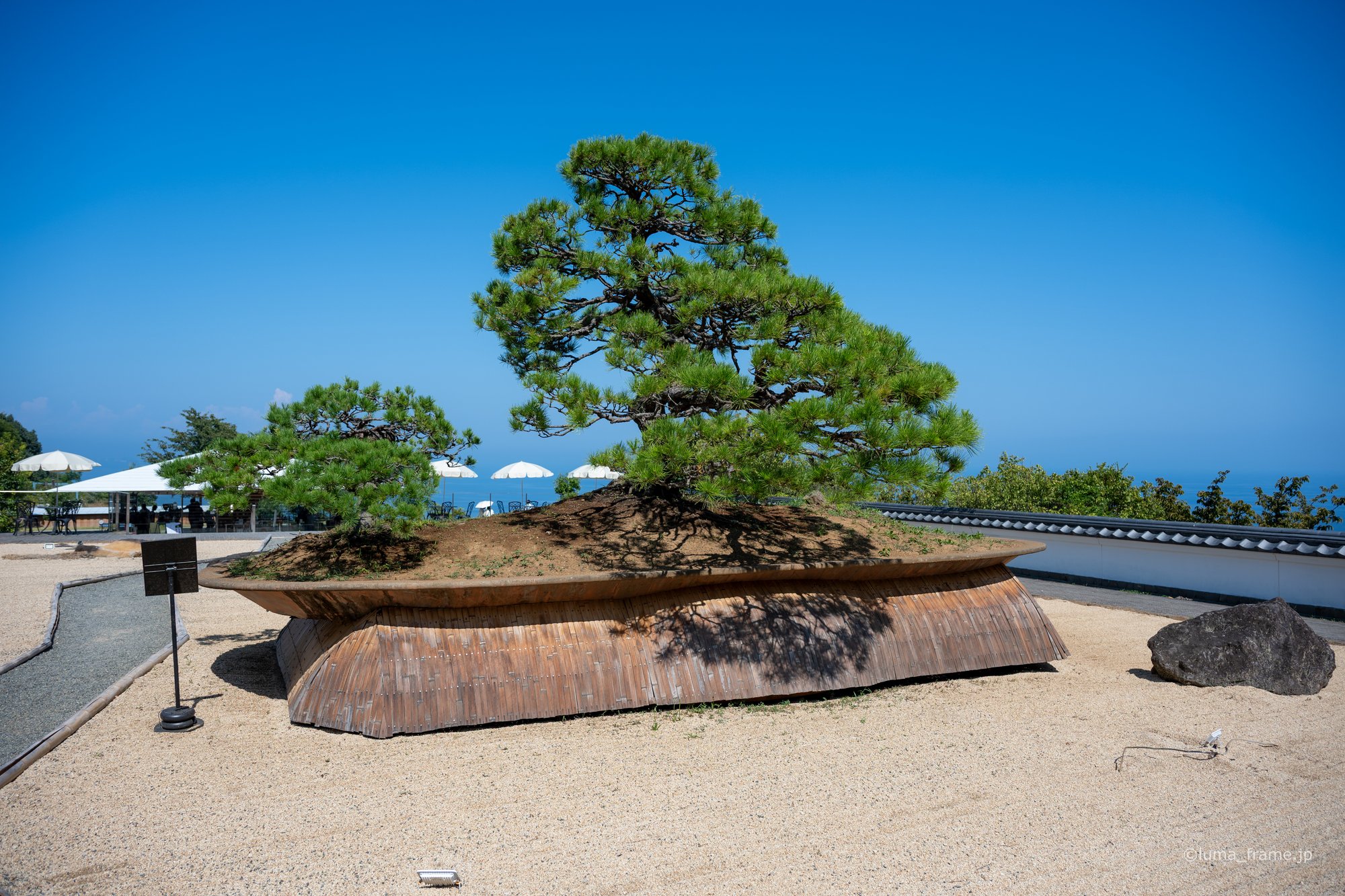 大地の松 / 熱海で撮影した風景写真。Ancient Pine (Nikon Z6III / LUMA Frame)