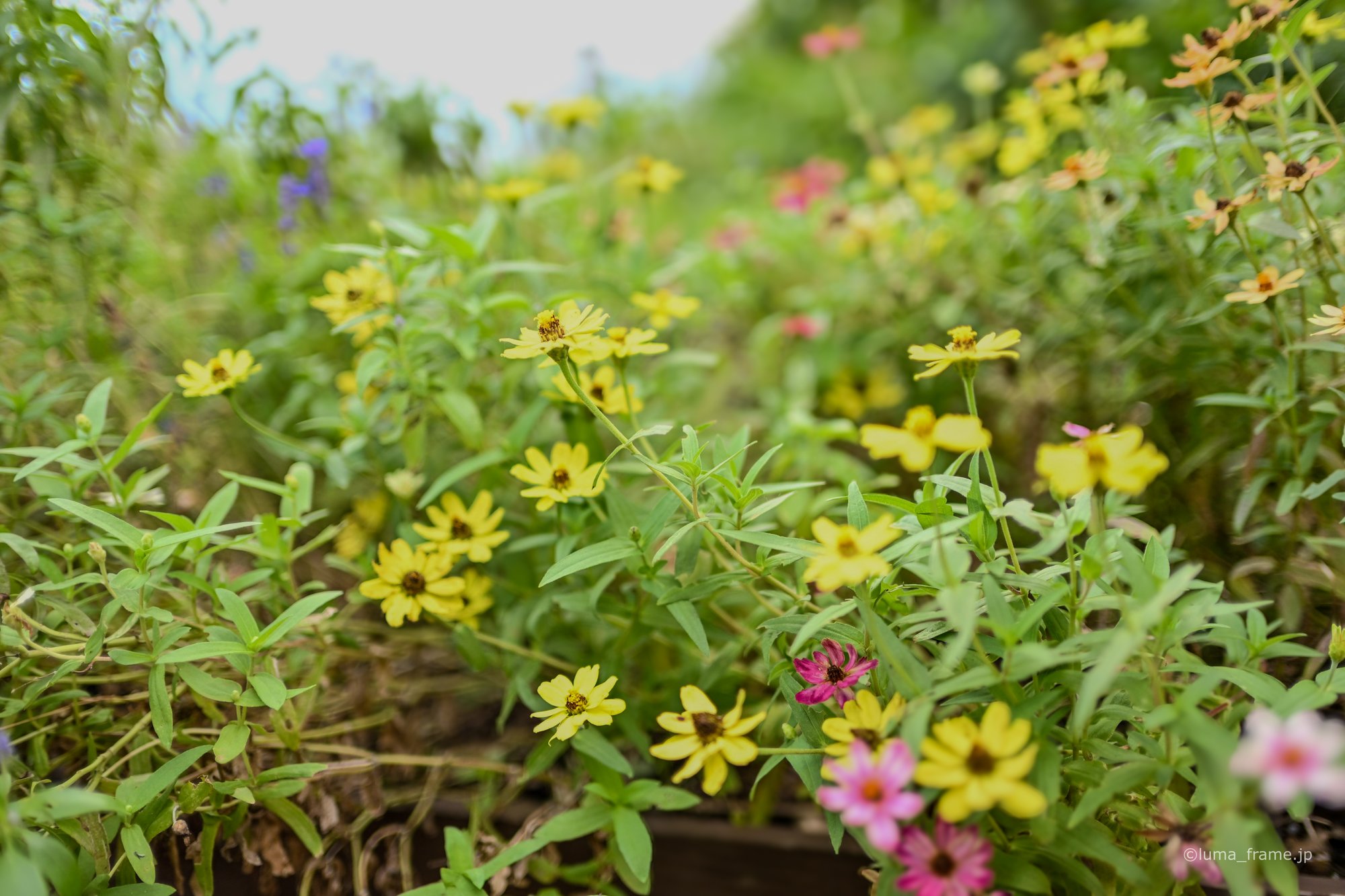 夏の花壇 / 湘南・江ノ島で撮影した風景写真。A Summer Flowerbed (Nikon Z6III / LUMA Frame)