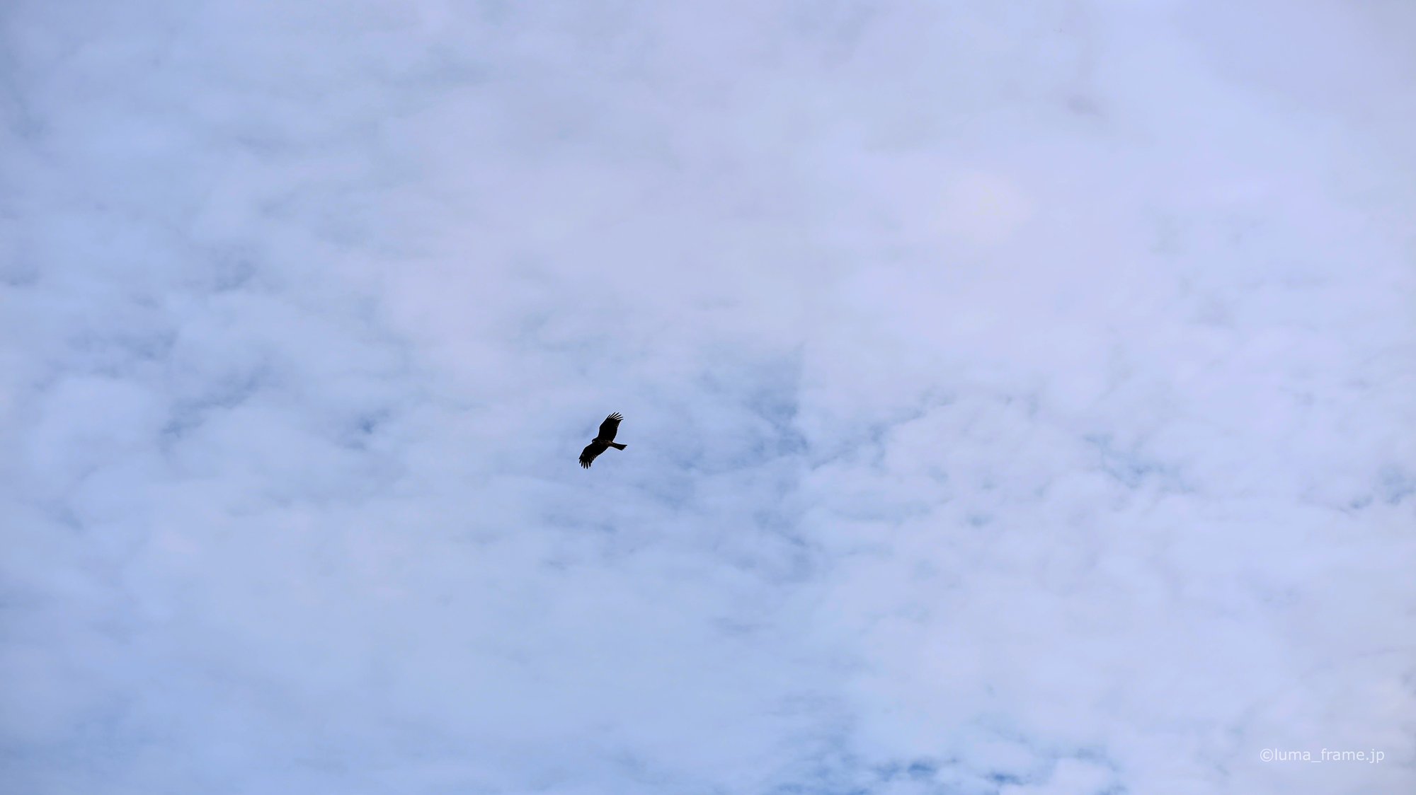 雲の中の鳶 / 湘南・江ノ島で撮影した風景写真。A Kite in the Clouds (Nikon Z6III / LUMA Frame)