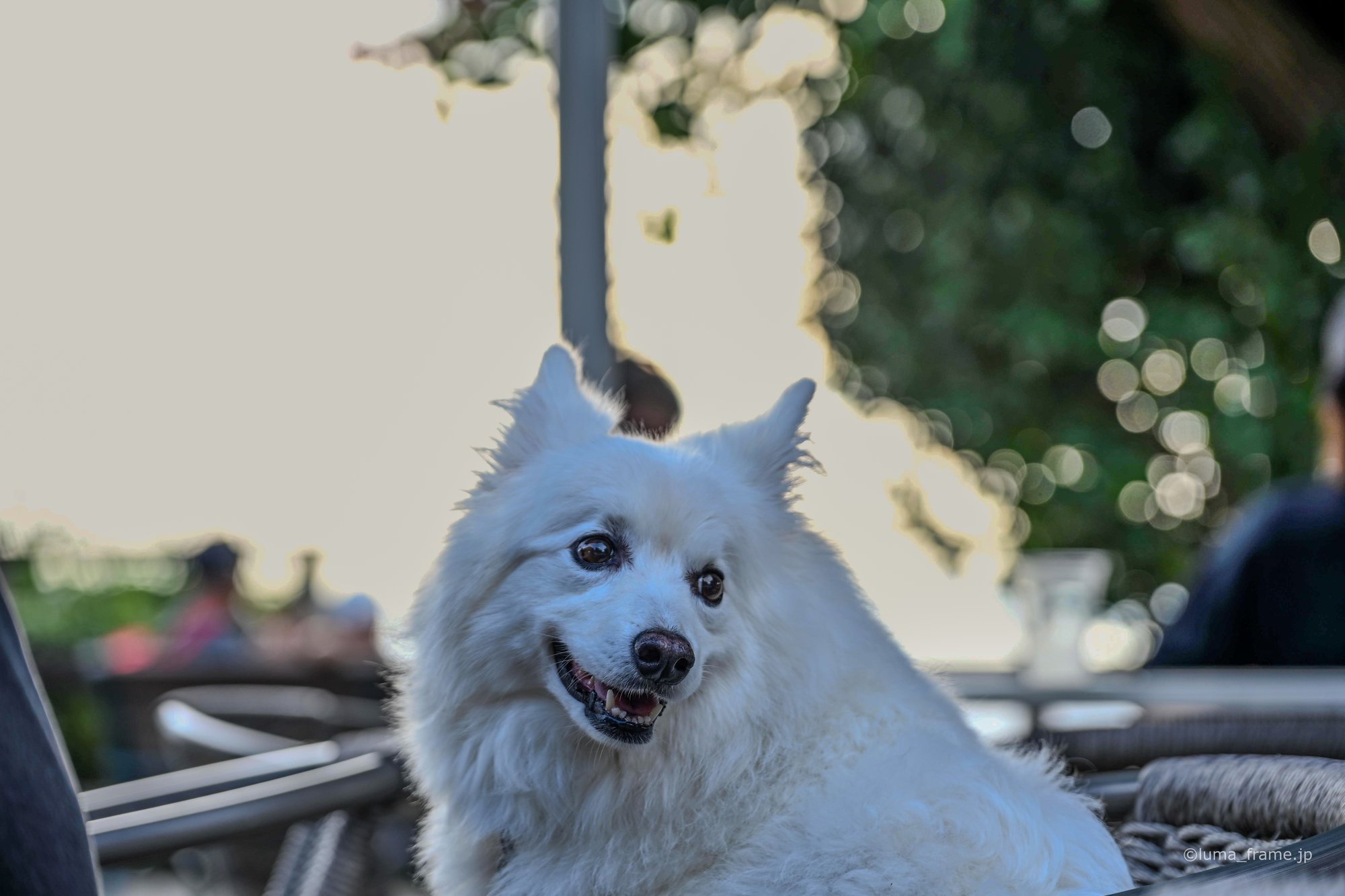 テラスの白い犬 / 湘南・江ノ島で撮影したスナップ。White Dog on the Terrace (Nikon Z6III / LUMA Frame)