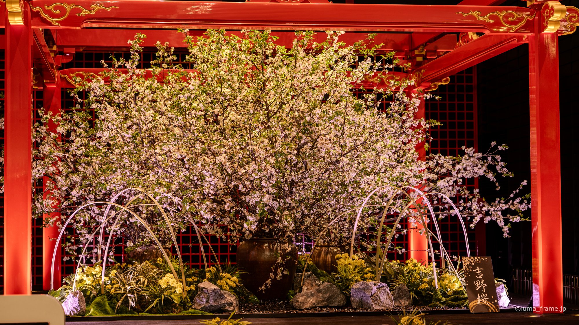 朱塗りの桜 / 羽田空港で撮影した風景写真。Blossoms in Vermilion (Nikon Z6III / LUMA Frame)