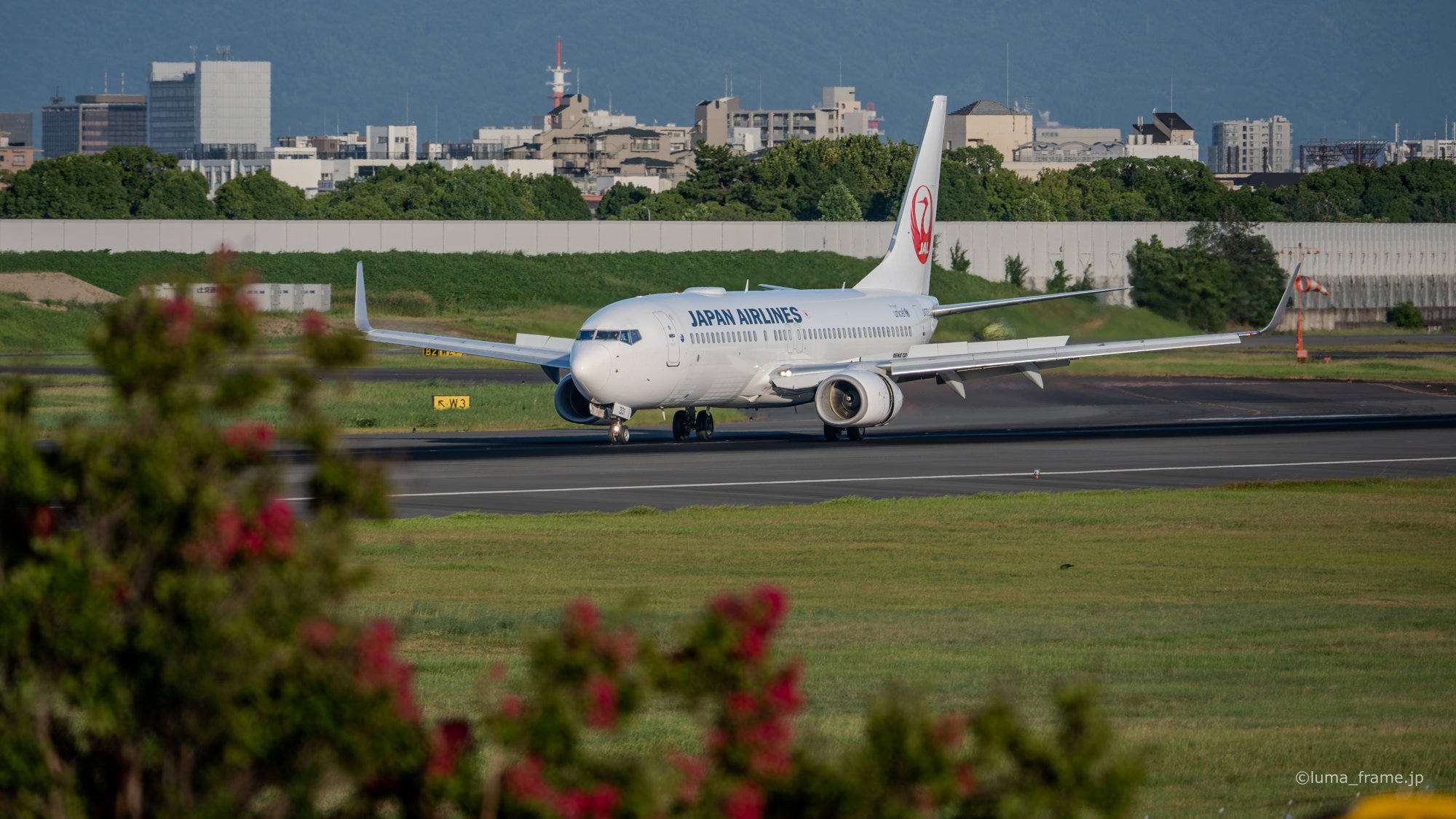 花越しの JAL 737 / 伊丹スカイパークで撮影した航空写真。JAL 737 Beyond the Flowers (Nikon Z6III / LUMA Frame)