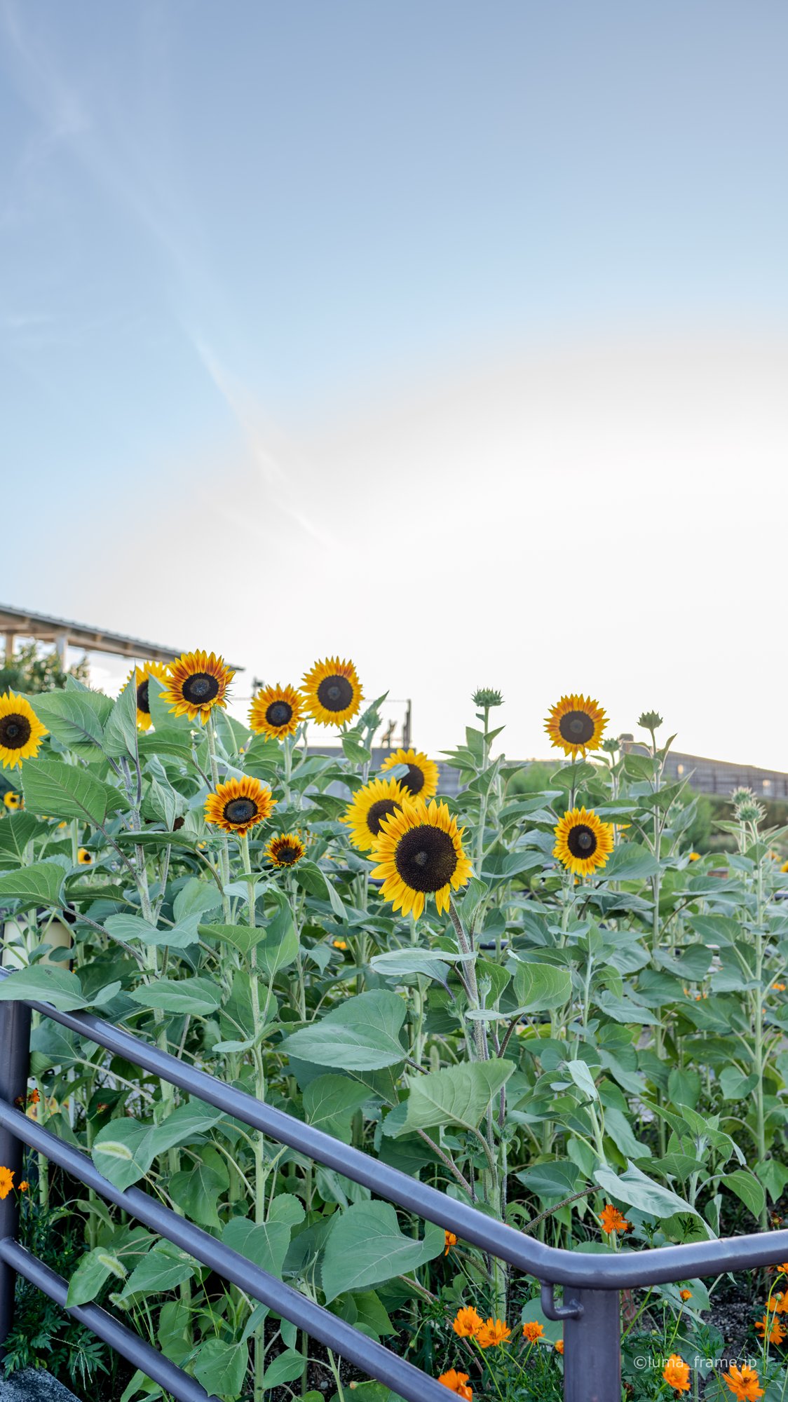 日没前のひまわり / 伊丹スカイパークで撮影した航空写真。Sunflowers Before Dusk (Nikon Z6III / LUMA Frame)
