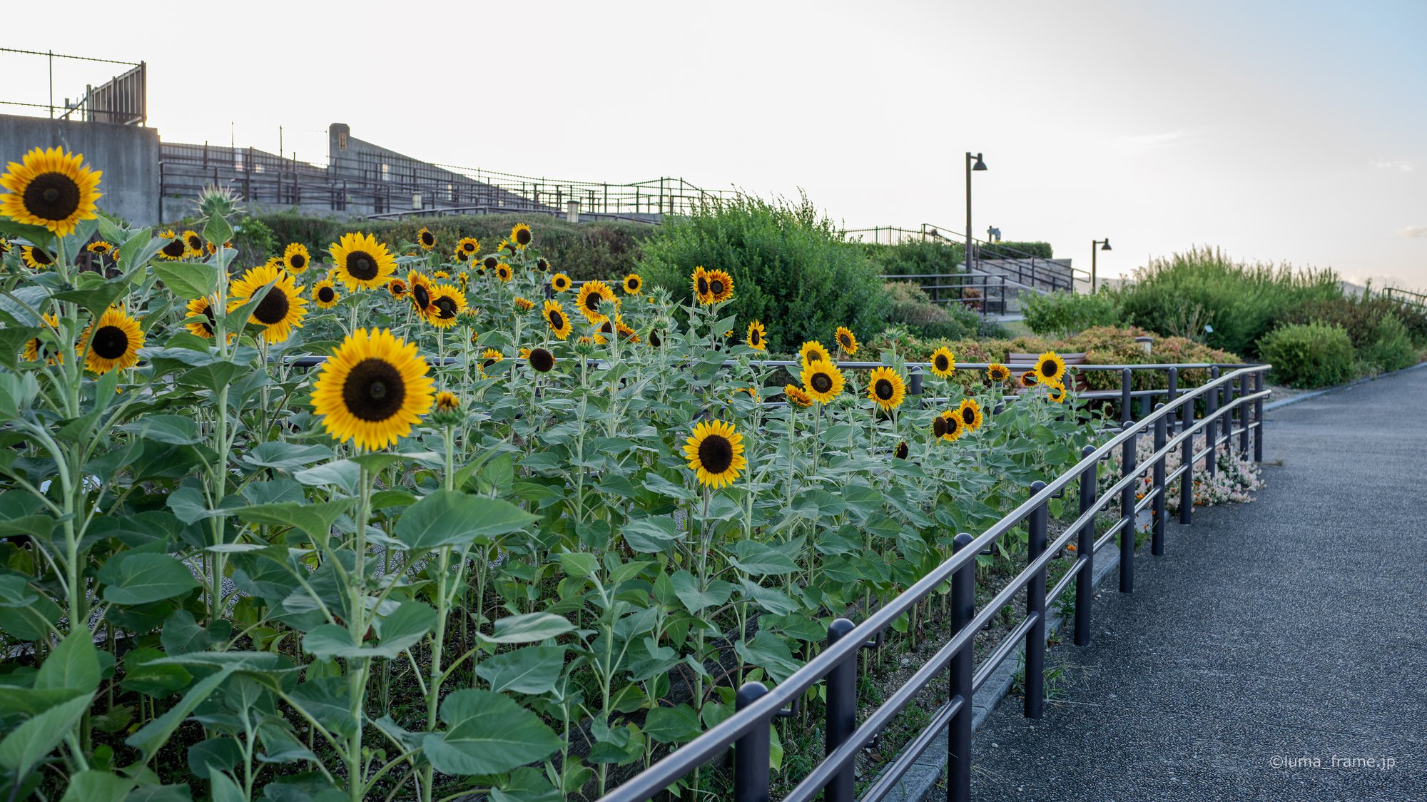 ひまわり越しの空港 / 伊丹スカイパークで撮影した航空写真。Sunflowers by the Runway (Nikon Z6III / LUMA Frame)