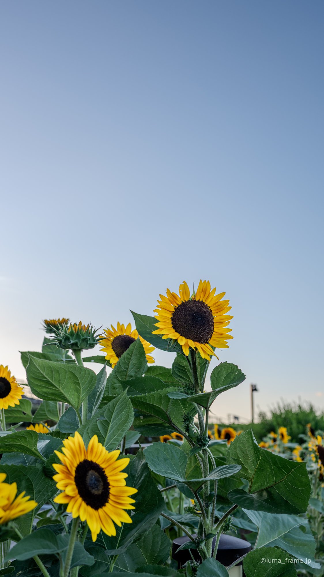 ひまわりと夏の空 / 伊丹スカイパークで撮影した航空写真。Sunflowers and Summer Sky (Nikon Z6III / LUMA Frame)