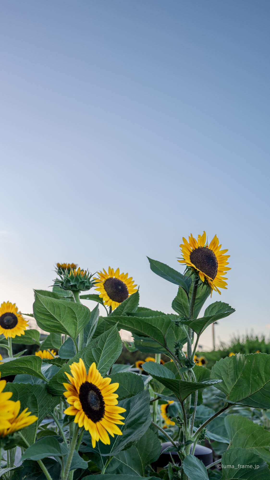 ひまわりを見上げる / 伊丹スカイパークで撮影した航空写真。Looking Up at Sunflowers (Nikon Z6III / LUMA Frame)