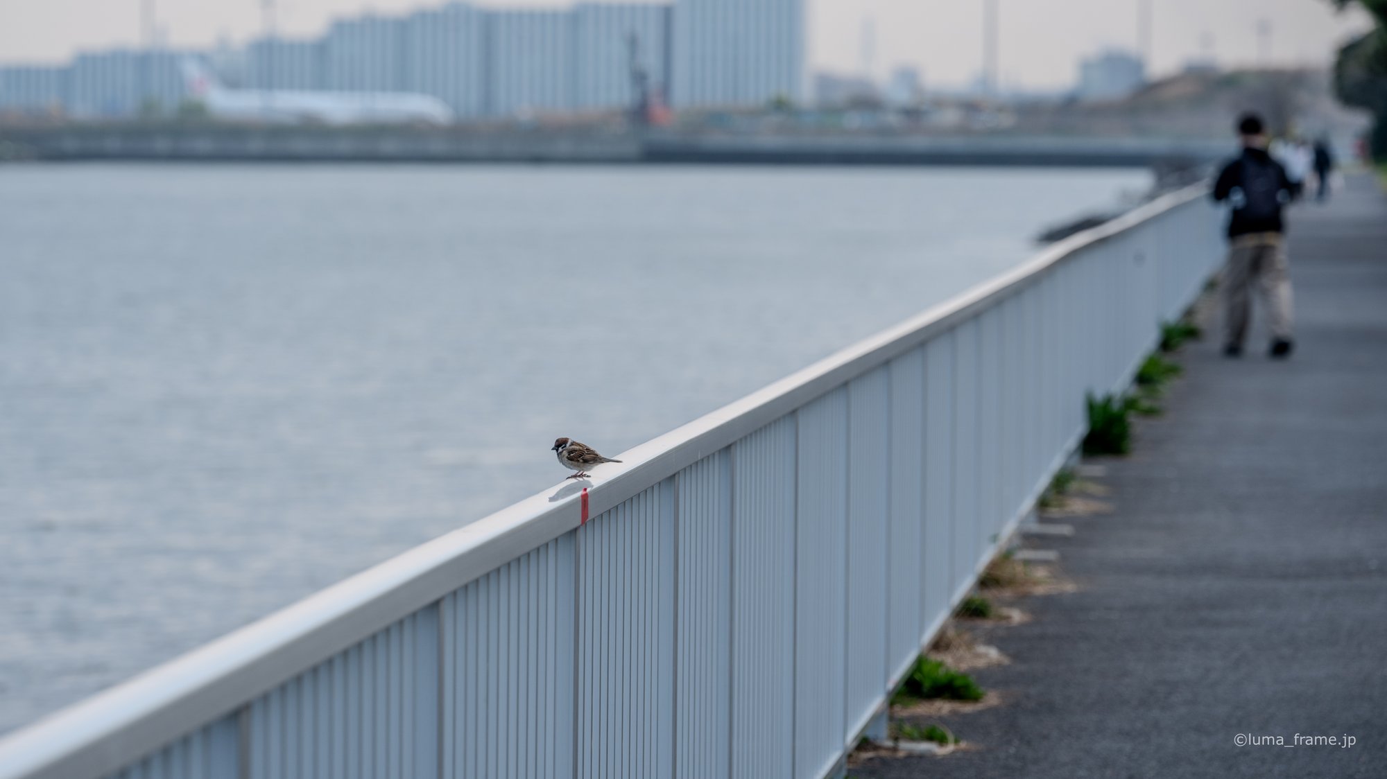 海沿いの遊歩道 / 京浜島つばさ公園で撮影した風景写真。The Waterfront Path (Nikon Z6III / LUMA Frame)