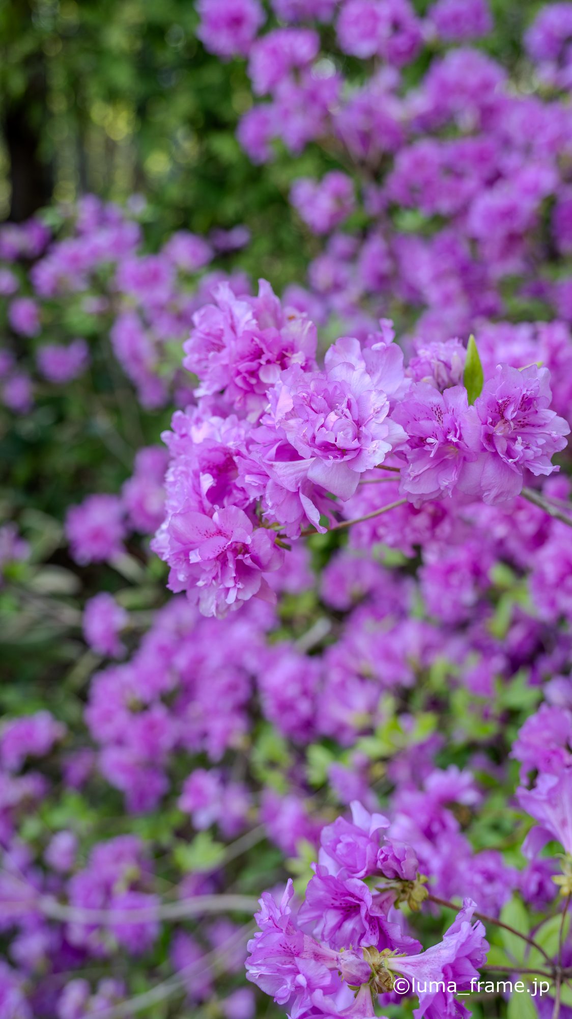 つつじの彩り / 平岡公園 (北海道)で撮影した風景写真。Azalea Colors (Nikon Z6III / LUMA Frame)