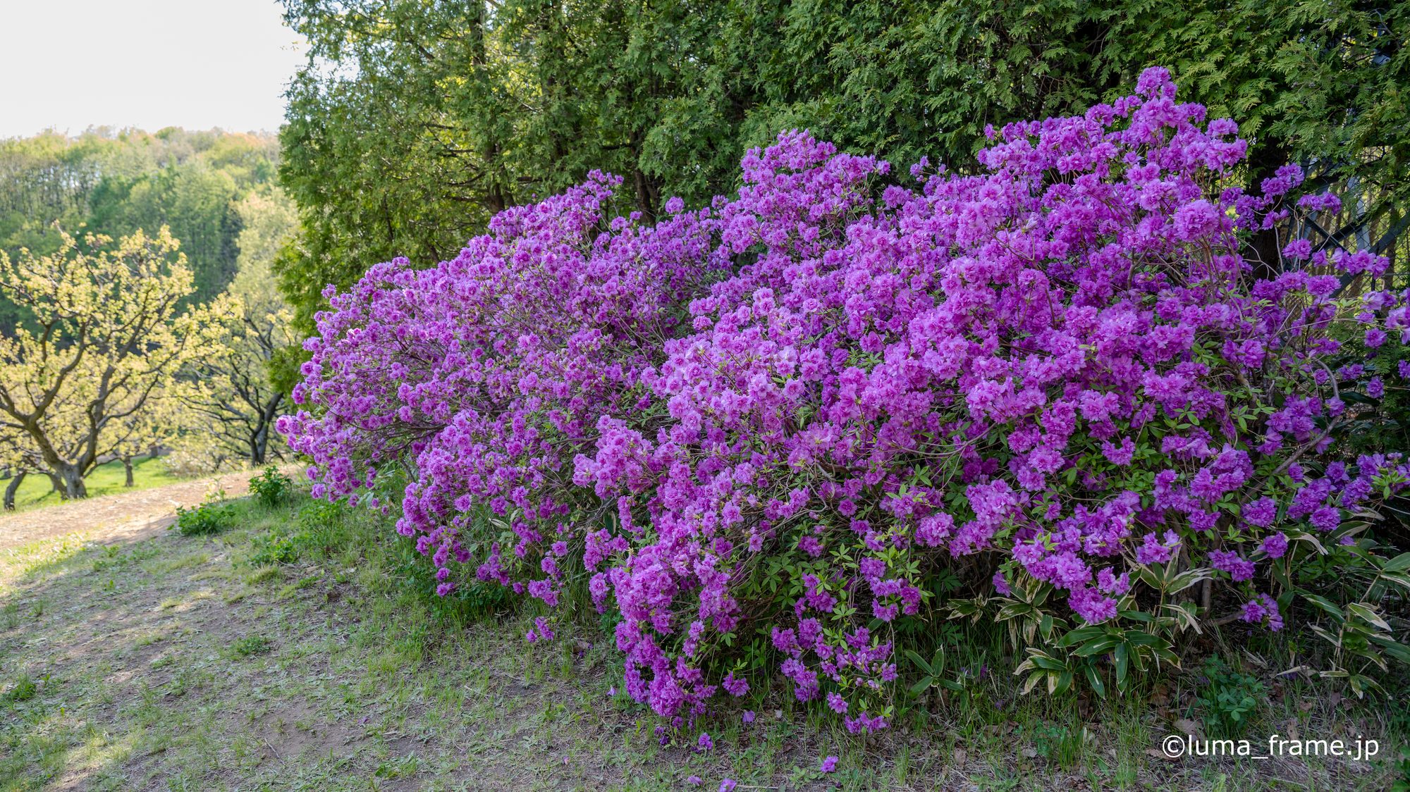 つつじの丘 / 平岡公園 (北海道)で撮影した風景写真。Azalea Hill (Nikon Z6III / LUMA Frame)