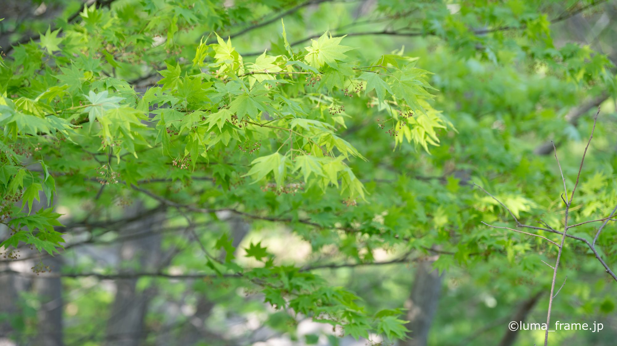 新緑のもみじ / 平岡公園 (北海道)で撮影した風景写真。Fresh Green Maple (Nikon Z6III / LUMA Frame)