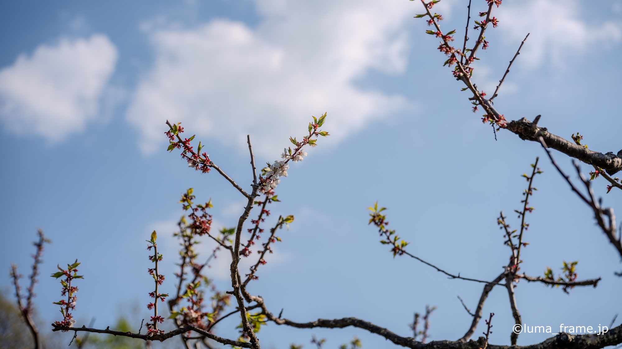梅ひらく / 平岡公園 (北海道)で撮影した風景写真。Plum Blossoms (Nikon Z6III / LUMA Frame)