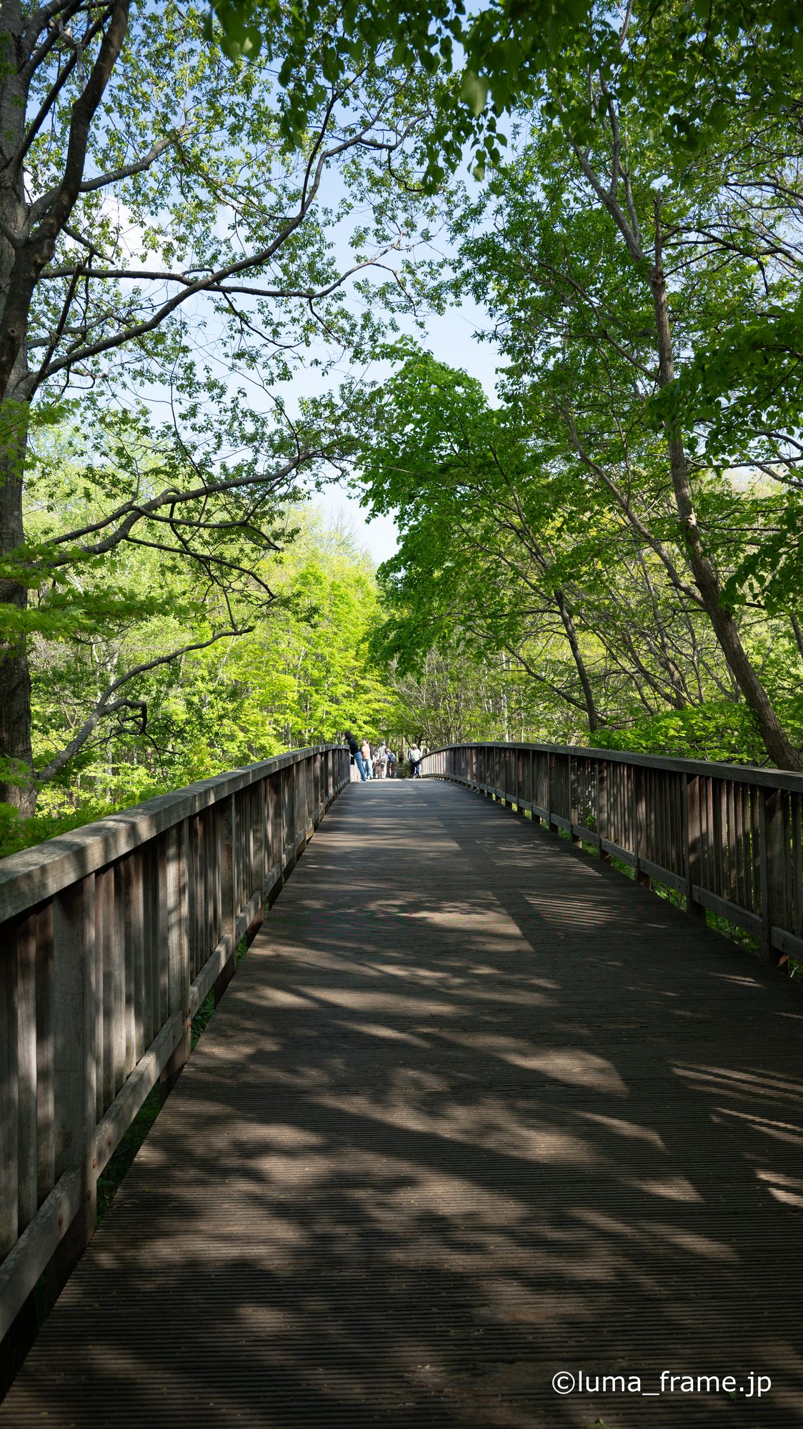 並木の道 / 平岡公園 (北海道)で撮影した都市写真。Tree-lined Path (Nikon Z6III / LUMA Frame)