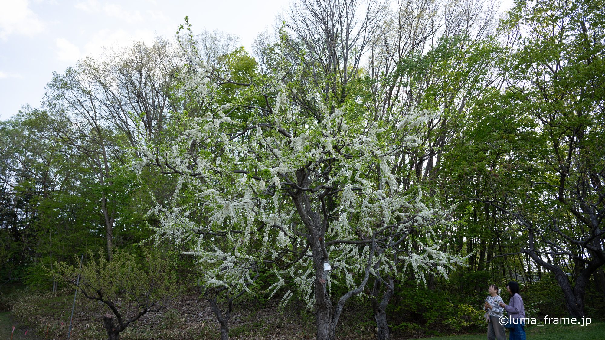 白い花の木 / 平岡公園 (北海道)で撮影した風景写真。White Blossom Tree (Nikon Z6III / LUMA Frame)