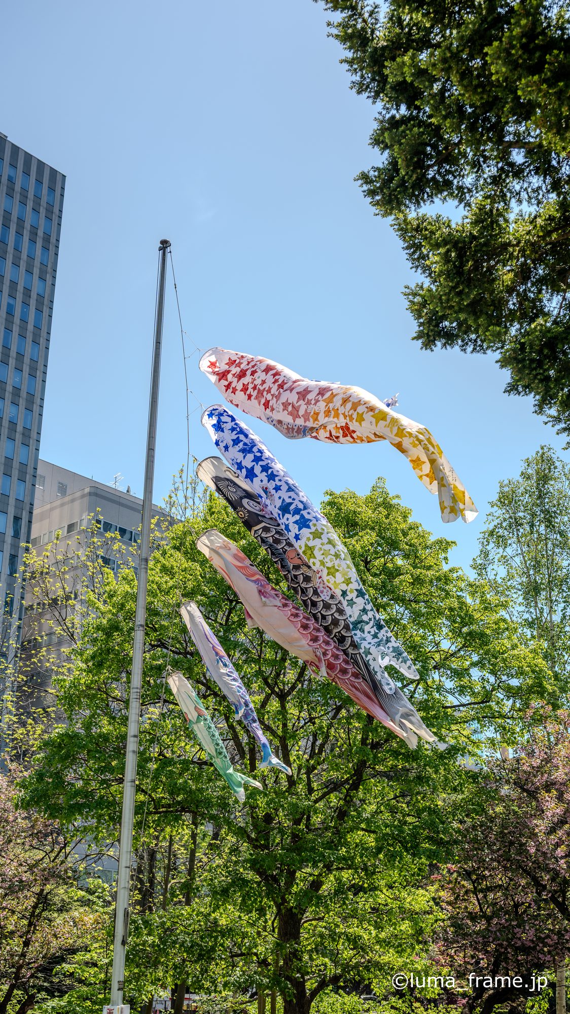 風の鯉のぼり / 札幌で撮影した風景写真。Koinobori in the Wind (Nikon Z6III / LUMA Frame)