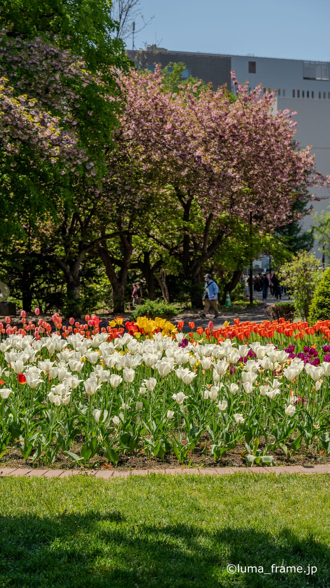 春の花壇 / 札幌 大通公園で撮影した風景写真。Spring Flowerbed (Nikon Z6III / LUMA Frame)