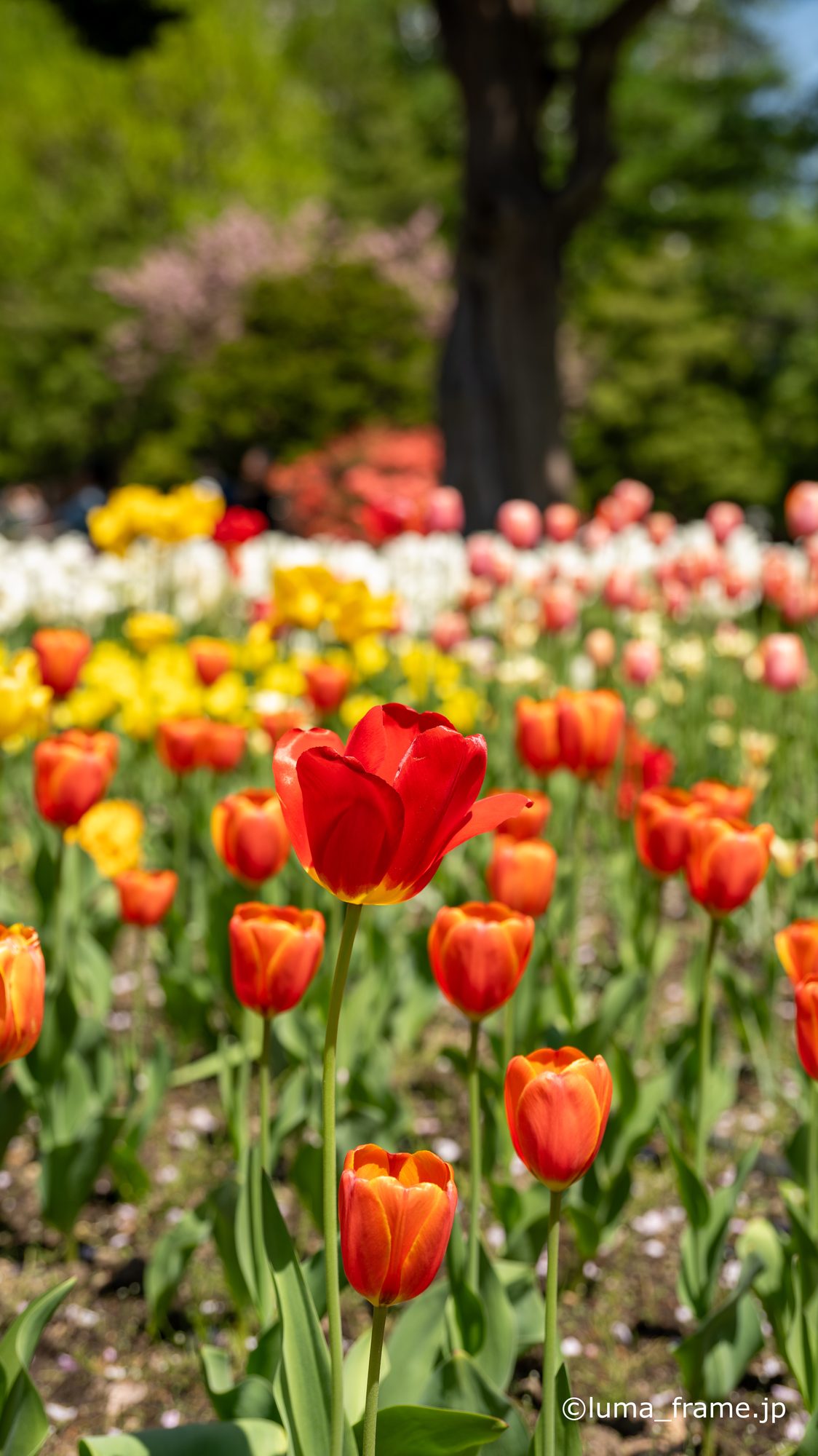 チューリップ花壇 / 札幌 大通公園で撮影した風景写真。Tulip Bed (Nikon Z6III / LUMA Frame)