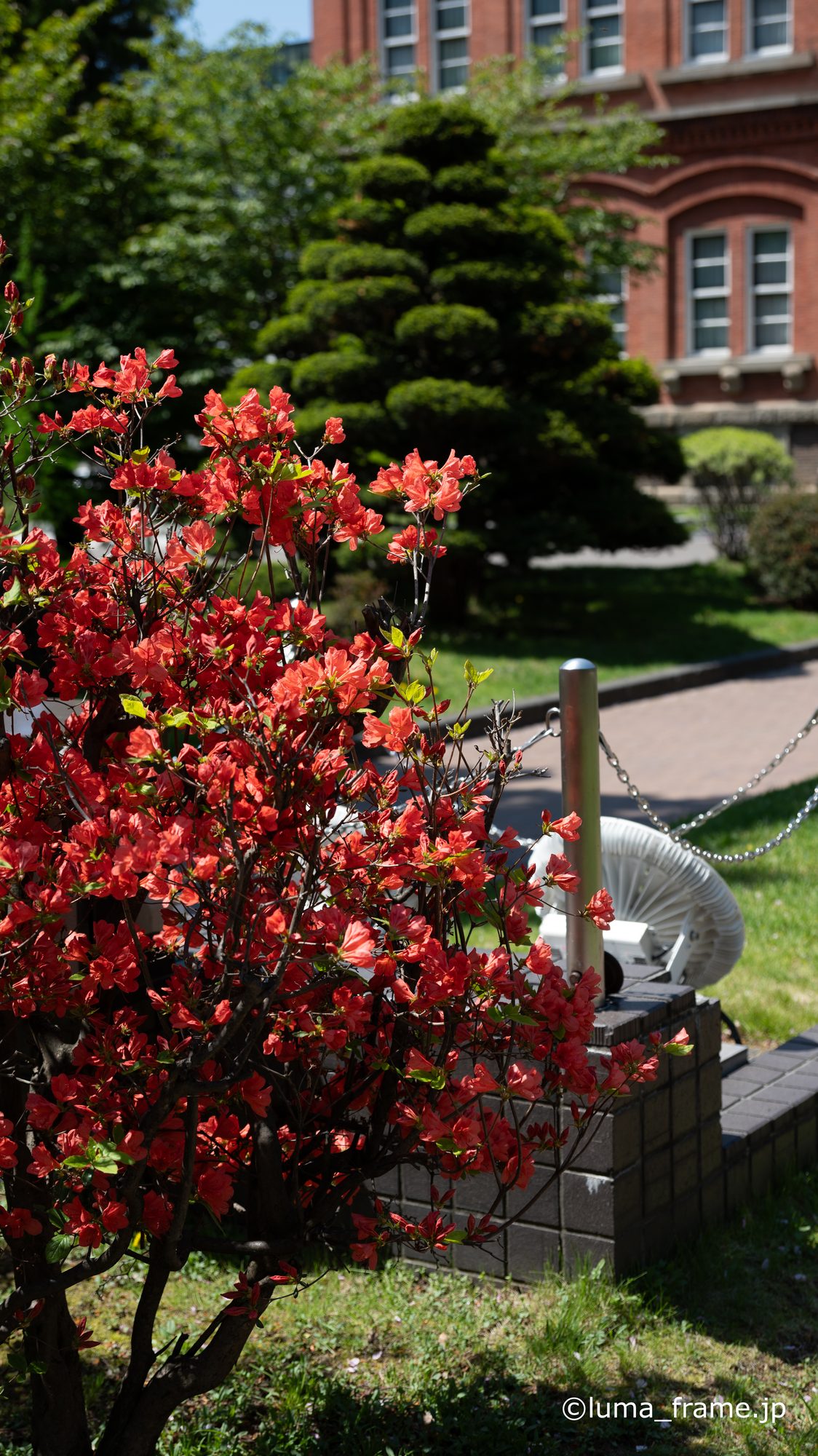 春紅葉 / 札幌で撮影した風景写真。Spring Red Leaves (Nikon Z6III / LUMA Frame)