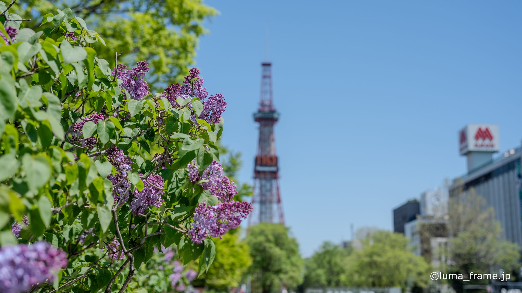 テレビ塔とライラック / 札幌 大通公園で撮影した風景写真。TV Tower and Lilac (Nikon Z6III / LUMA Frame)
