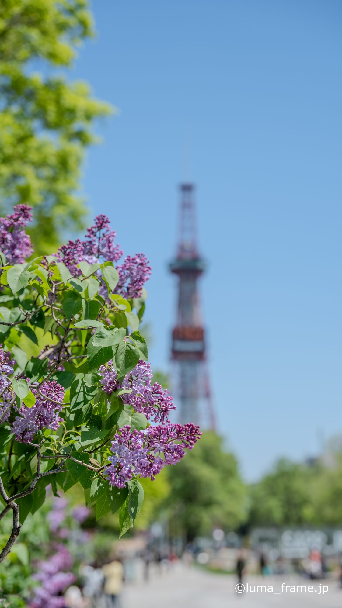 ライラック越しの塔 / 札幌 大通公園で撮影した風景写真。Tower Through Lilac (Nikon Z6III / LUMA Frame)
